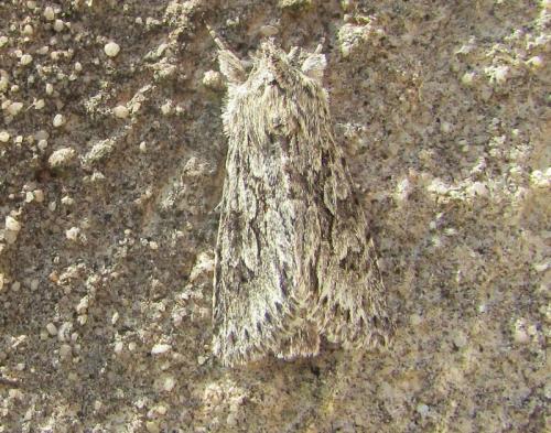 Xylocampa areola
